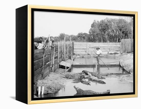 Alligator Joe and His Pets, Palm Beach, Fla.-null-Framed Stretched Canvas