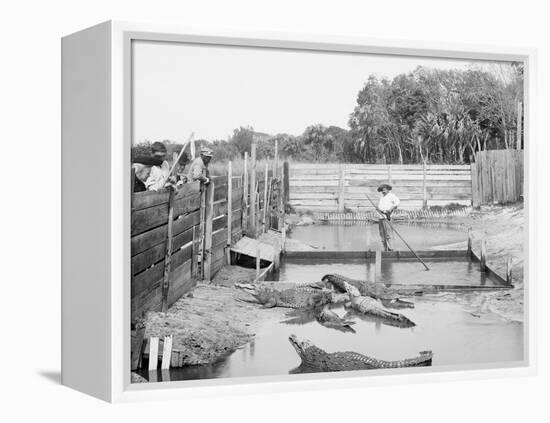 Alligator Joe and His Pets, Palm Beach, Fla.-null-Framed Stretched Canvas