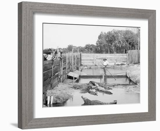 Alligator Joe and His Pets, Palm Beach, Fla.-null-Framed Photo