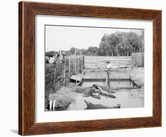 Alligator Joe and His Pets, Palm Beach, Fla.-null-Framed Photo