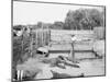 Alligator Joe and His Pets, Palm Beach, Fla.-null-Mounted Photo