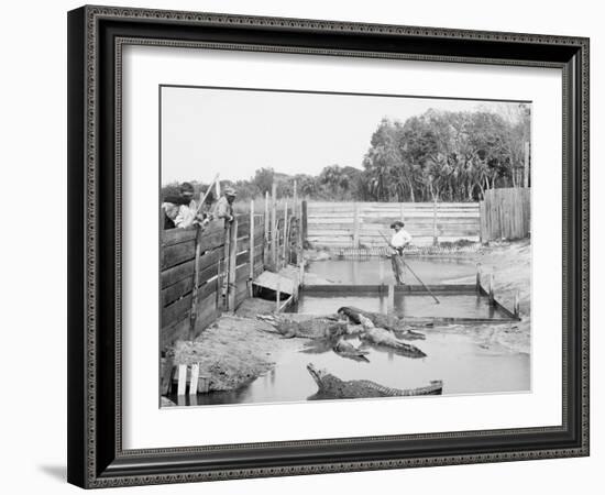 Alligator Joe and His Pets, Palm Beach, Fla.-null-Framed Photo