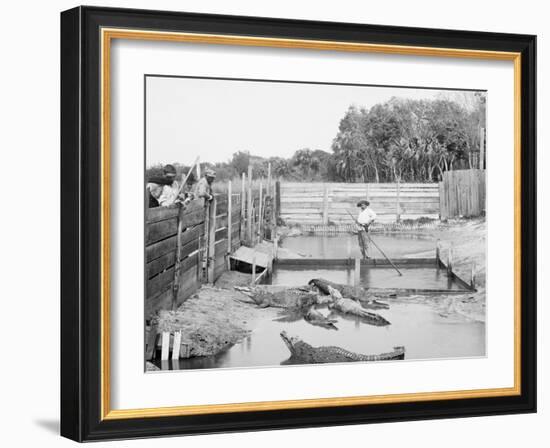 Alligator Joe and His Pets, Palm Beach, Fla.-null-Framed Photo