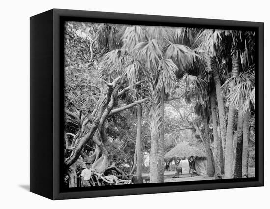 Alligator Joes Bungalow, Palm Beach, Fla.-null-Framed Stretched Canvas