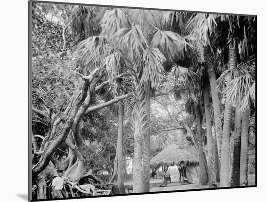 Photo, , large