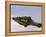 Alligator Lying in Wait for Prey, Ding Darling NWR, Sanibel Island, Florida, USA-Charles Sleicher-Framed Premier Image Canvas