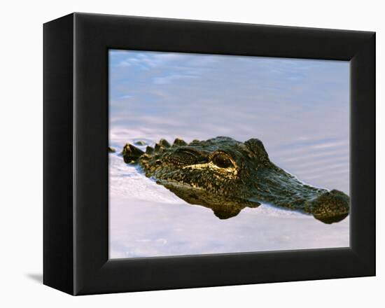 Alligator Lying in Wait for Prey, Ding Darling NWR, Sanibel Island, Florida, USA-Charles Sleicher-Framed Premier Image Canvas