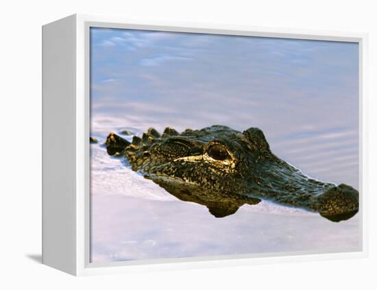 Alligator Lying in Wait for Prey, Ding Darling NWR, Sanibel Island, Florida, USA-Charles Sleicher-Framed Premier Image Canvas