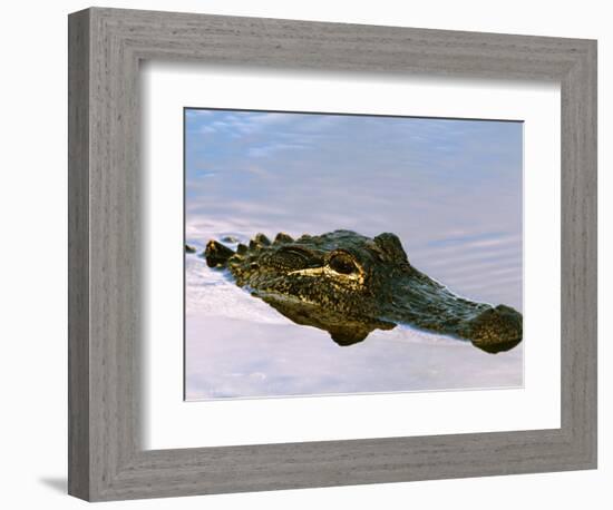 Alligator Lying in Wait for Prey, Ding Darling NWR, Sanibel Island, Florida, USA-Charles Sleicher-Framed Photographic Print