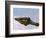 Alligator Lying in Wait for Prey, Ding Darling NWR, Sanibel Island, Florida, USA-Charles Sleicher-Framed Photographic Print