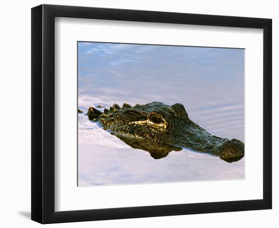 Alligator Lying in Wait for Prey, Ding Darling NWR, Sanibel Island, Florida, USA-Charles Sleicher-Framed Photographic Print