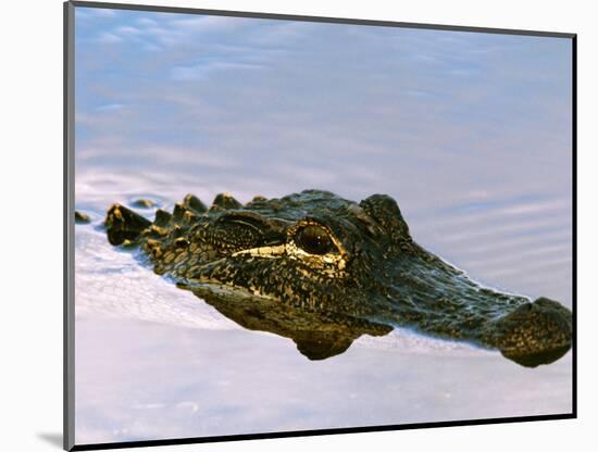 Alligator Lying in Wait for Prey, Ding Darling NWR, Sanibel Island, Florida, USA-Charles Sleicher-Mounted Photographic Print