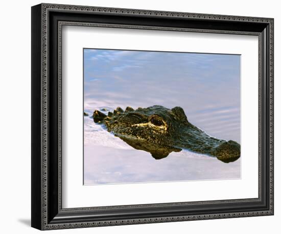 Alligator Lying in Wait for Prey, Ding Darling NWR, Sanibel Island, Florida, USA-Charles Sleicher-Framed Photographic Print