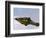 Alligator Lying in Wait for Prey, Ding Darling NWR, Sanibel Island, Florida, USA-Charles Sleicher-Framed Photographic Print