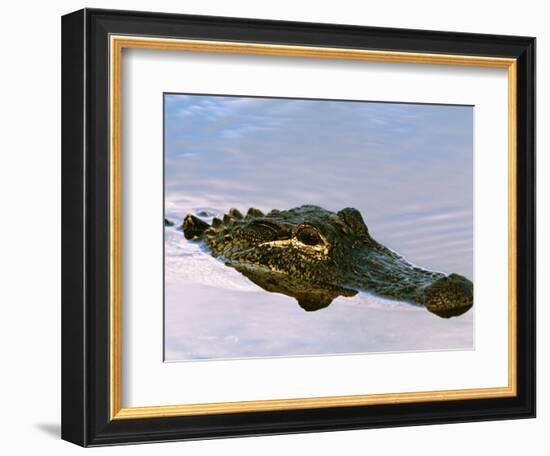 Alligator Lying in Wait for Prey, Ding Darling NWR, Sanibel Island, Florida, USA-Charles Sleicher-Framed Photographic Print