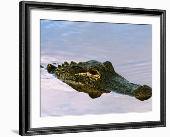 Alligator Lying in Wait for Prey, Ding Darling NWR, Sanibel Island, Florida, USA-Charles Sleicher-Framed Photographic Print