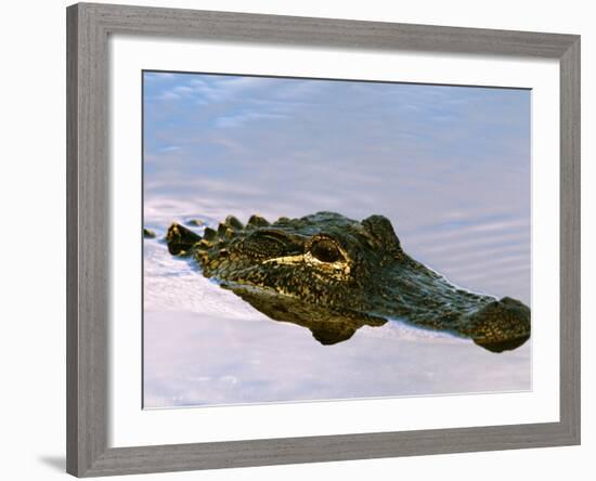 Alligator Lying in Wait for Prey, Ding Darling NWR, Sanibel Island, Florida, USA-Charles Sleicher-Framed Photographic Print