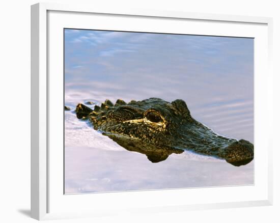 Alligator Lying in Wait for Prey, Ding Darling NWR, Sanibel Island, Florida, USA-Charles Sleicher-Framed Photographic Print