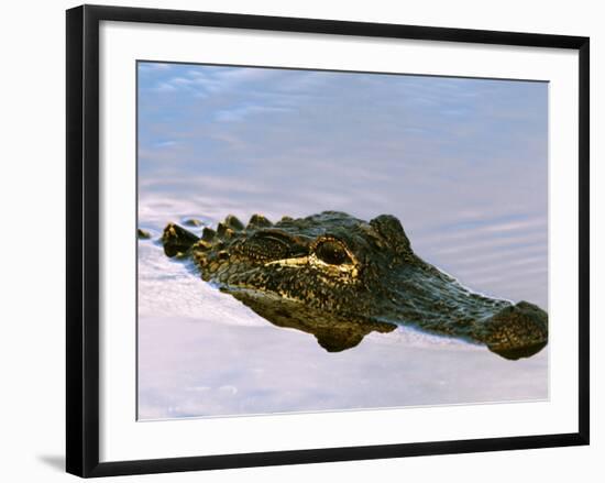 Alligator Lying in Wait for Prey, Ding Darling NWR, Sanibel Island, Florida, USA-Charles Sleicher-Framed Photographic Print