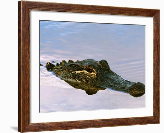 Alligator Lying in Wait for Prey, Ding Darling NWR, Sanibel Island, Florida, USA-Charles Sleicher-Framed Photographic Print