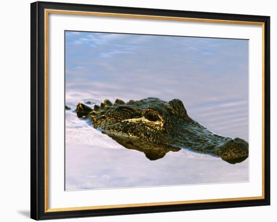 Alligator Lying in Wait for Prey, Ding Darling NWR, Sanibel Island, Florida, USA-Charles Sleicher-Framed Photographic Print