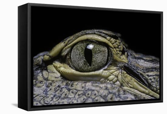 Alligator Mississippiensis (American Alligator) - Eye-Paul Starosta-Framed Premier Image Canvas