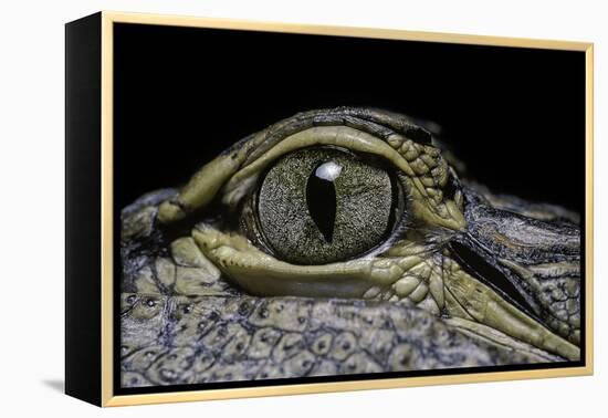 Alligator Mississippiensis (American Alligator) - Eye-Paul Starosta-Framed Premier Image Canvas