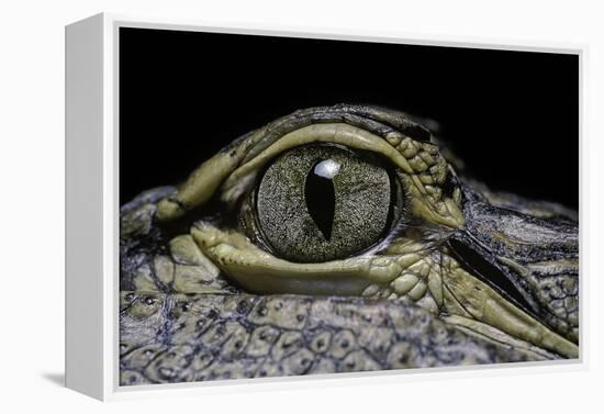 Alligator Mississippiensis (American Alligator) - Eye-Paul Starosta-Framed Premier Image Canvas