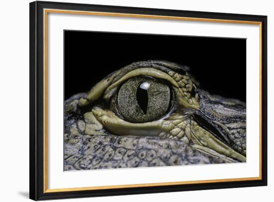 Alligator Mississippiensis (American Alligator) - Eye-Paul Starosta-Framed Photographic Print