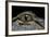 Alligator Mississippiensis (American Alligator) - Eye-Paul Starosta-Framed Photographic Print