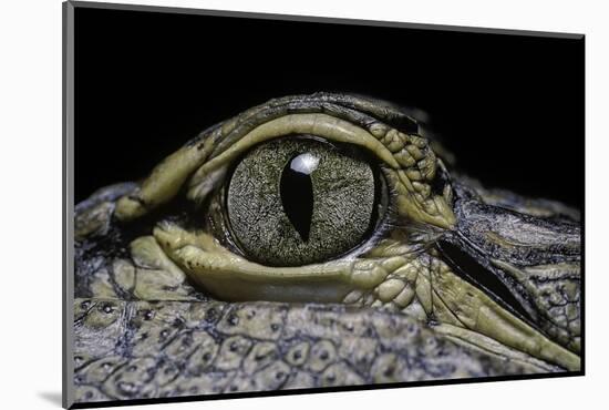 Alligator Mississippiensis (American Alligator) - Eye-Paul Starosta-Mounted Photographic Print