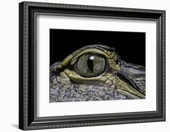 Alligator Mississippiensis (American Alligator) - Eye-Paul Starosta-Framed Photographic Print