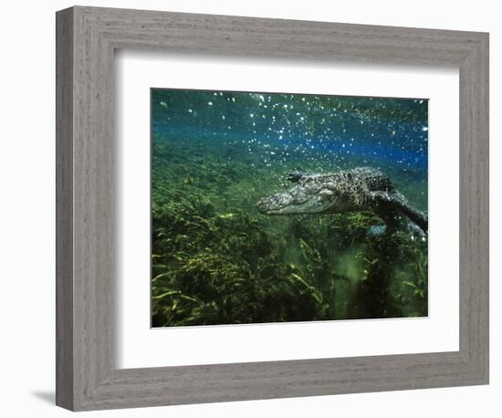 Alligator Mississippiensis-Peter Scoones-Framed Photographic Print