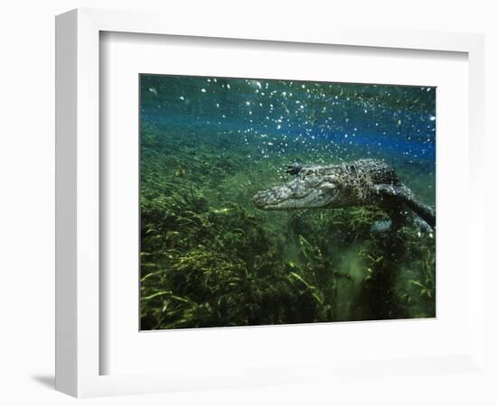 Alligator Mississippiensis-Peter Scoones-Framed Photographic Print