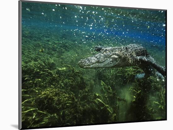 Alligator Mississippiensis-Peter Scoones-Mounted Photographic Print