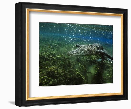 Alligator Mississippiensis-Peter Scoones-Framed Photographic Print