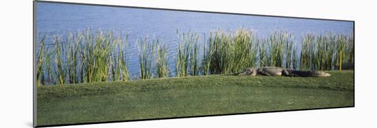 Alligator Resting on a Golf Course, Kiawah Island, Charleston County, South Carolina, USA-null-Mounted Photographic Print