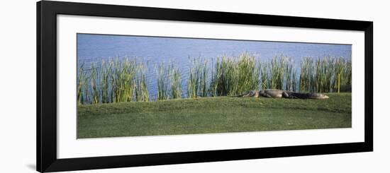 Alligator Resting on a Golf Course, Kiawah Island, Charleston County, South Carolina, USA-null-Framed Photographic Print