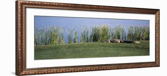 Alligator Resting on a Golf Course, Kiawah Island, Charleston County, South Carolina, USA-null-Framed Photographic Print