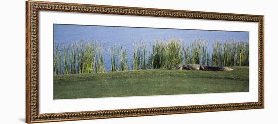 Alligator Resting on a Golf Course, Kiawah Island, Charleston County, South Carolina, USA-null-Framed Photographic Print