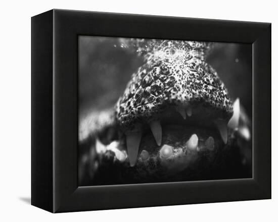 Alligator Teeth-Henry Horenstein-Framed Premier Image Canvas