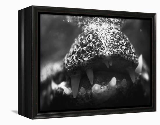 Alligator Teeth-Henry Horenstein-Framed Premier Image Canvas