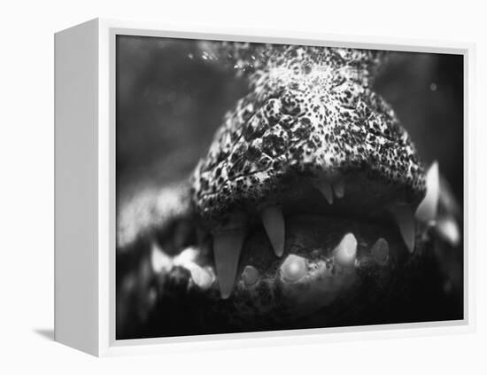 Alligator Teeth-Henry Horenstein-Framed Premier Image Canvas