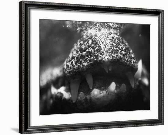 Alligator Teeth-Henry Horenstein-Framed Photographic Print