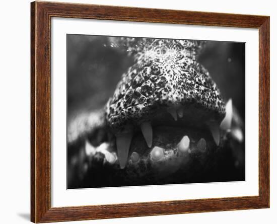 Alligator Teeth-Henry Horenstein-Framed Photographic Print