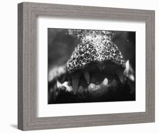 Alligator Teeth-Henry Horenstein-Framed Photographic Print