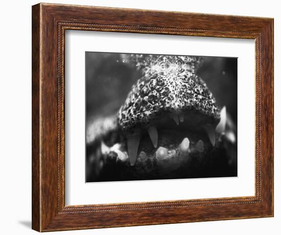 Alligator Teeth-Henry Horenstein-Framed Photographic Print