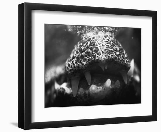 Alligator Teeth-Henry Horenstein-Framed Photographic Print