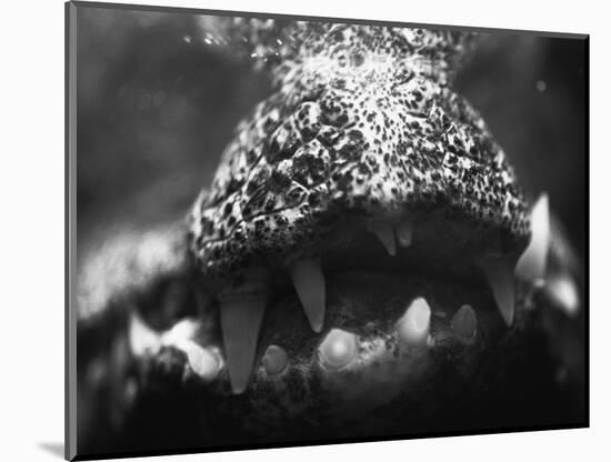 Alligator Teeth-Henry Horenstein-Mounted Photographic Print