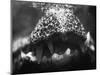 Alligator Teeth-Henry Horenstein-Mounted Photographic Print